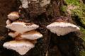 Polypore faux amadouvier